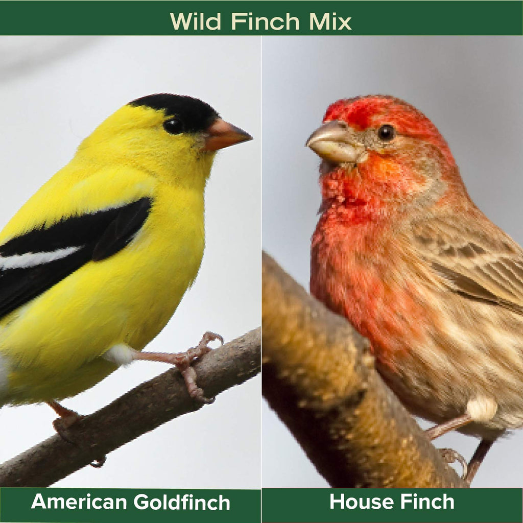 Finch Wild Bird Seed 20lb Bag B657781