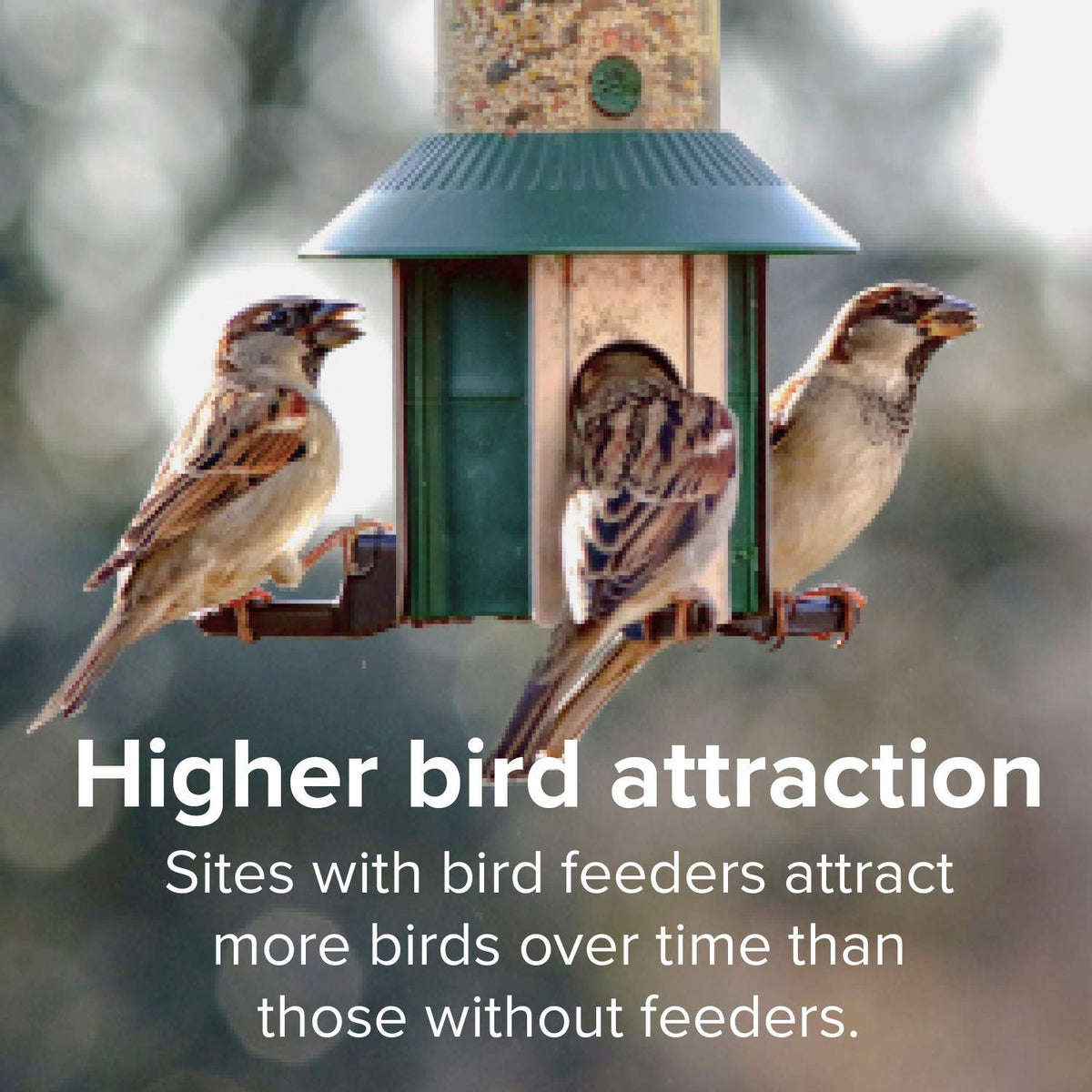 Finch Wild Bird Seed 20lb Bag B657781