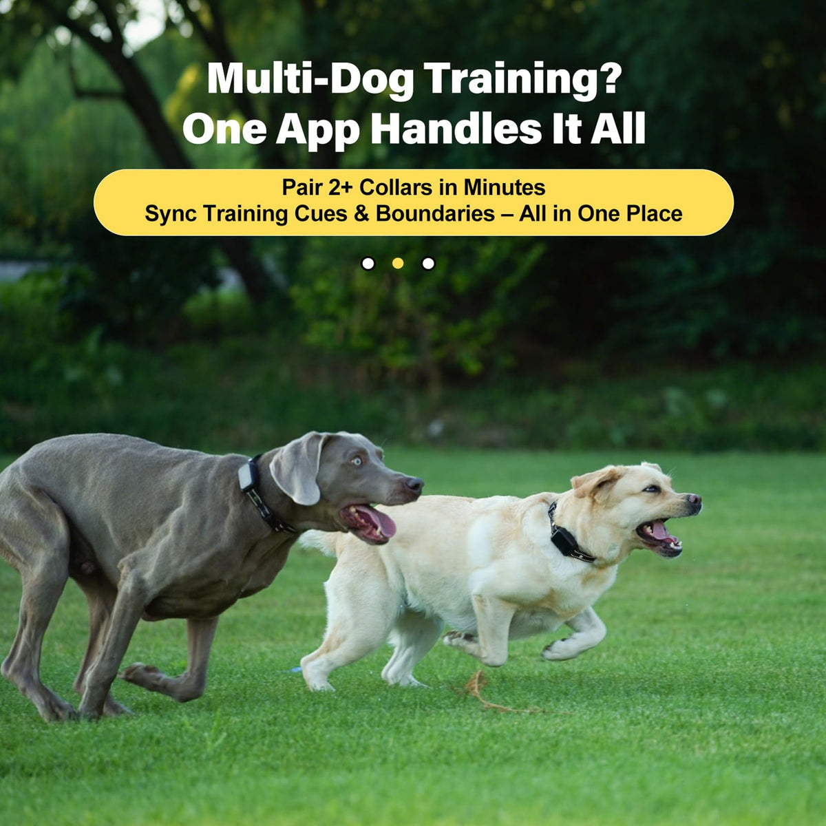 Wireless Dog Collar Fence System with Remote Training P841