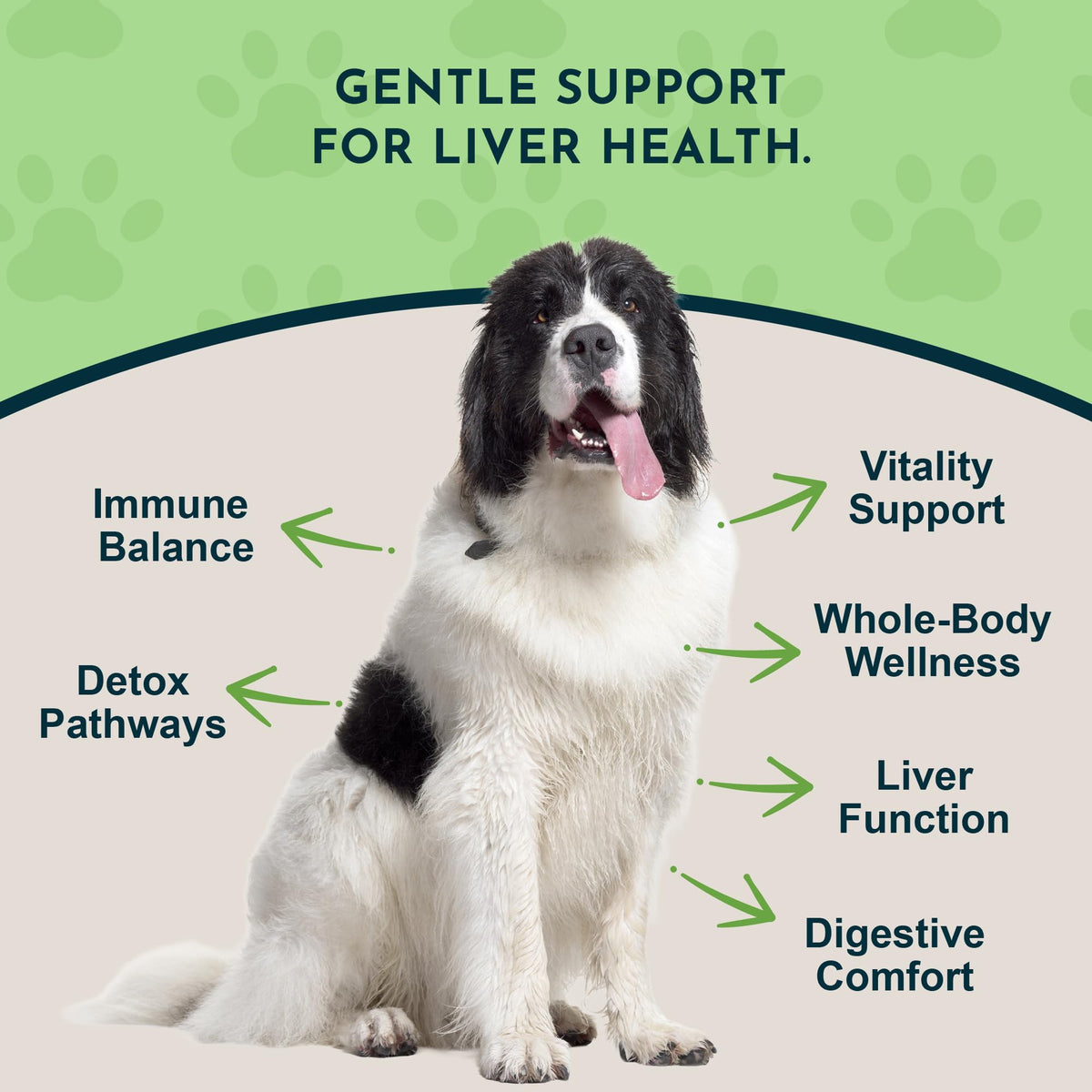 Liquid Liver Support Supplement for Dogs & Cats 2 Fl Oz M3161